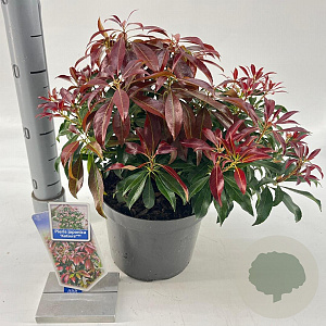Pieris jap. 'Katsura' 20-25 cm 3,0L
