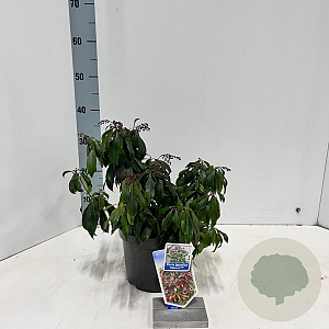 Pieris jap. 'Katsura' 20-25 cm 3,0L