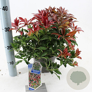 Pieris jap. 'Katsura' 20-25 cm 3,0L