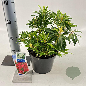 Pieris jap. 'Little Frosty' 20-25 cm 3,0L