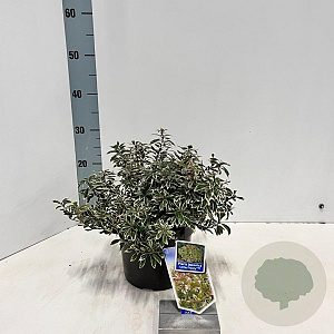 Pieris jap. 'Little Frosty' 20-25 cm 3,0L