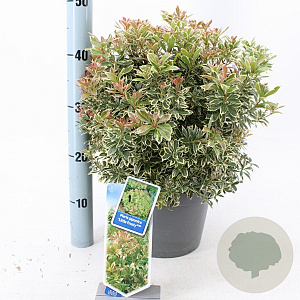 Pieris jap. 'Little Frosty' 30-40 cm 5,0L