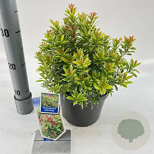 Pieris jap. 'Little Goldy' 20-25 cm 3,0L