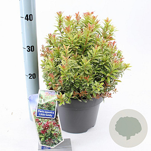 Pieris jap. 'Little Goldy' 30-40 cm 5,0L