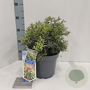 Pieris jap. 'Little Goldy' 30-40 cm 5,0L