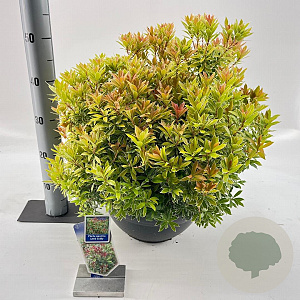 Pieris jap. 'Little Goldy' 30-40 cm 7L