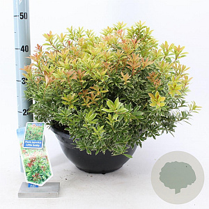 Pieris jap. 'Little Goldy' 30-40 cm 7L