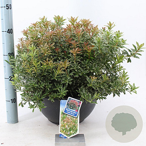Pieris jap. 'Little Heath' 30-40 cm 7L