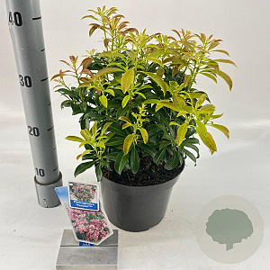 Pieris jap. 'Passion' 20-25 cm 3,0L