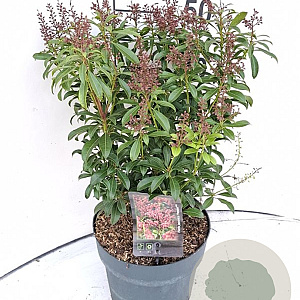 Pieris jap. 'Passion' 30-40 cm 5,0L