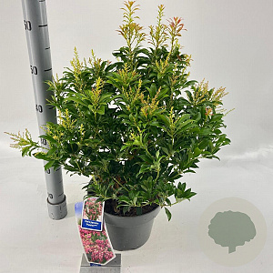 Pieris jap. 'Passion' 30-40 cm 5,0L