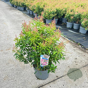 Pieris jap. 'Passion' 30-40 cm 5,0L