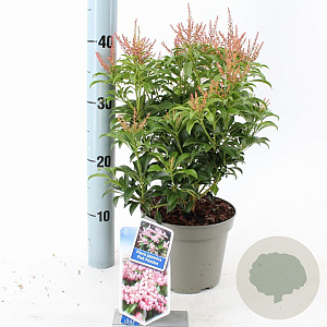 Pieris jap. Pink Passion 20-25 cm 3,0L