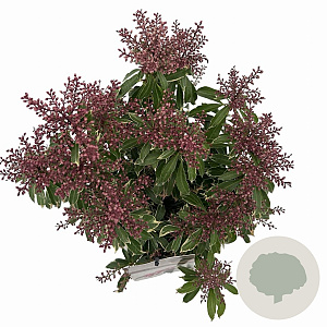 Pieris jap. Polar Passion 25-30 cm 3,0L
