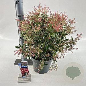 Pieris jap. Polar Passion 30-40 cm 5,0L
