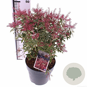 Pieris jap. Polar Passion 50-60 cm 7,5L