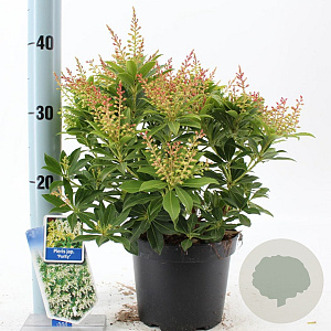 Pieris jap. 'Purity' 25-30 cm 3,0L