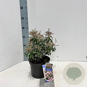 Pieris jap. Ralto Rose 30-40 cm 3,0L