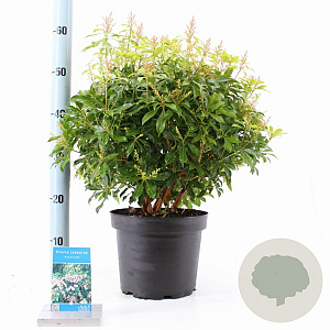 Pieris jap. 'Rosalinda' 30-40 cm 5,0L