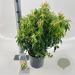 Pieris jap. 'Rosalinda' 30-40 cm 5,0L