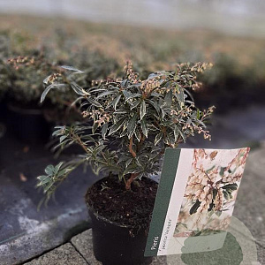 Pieris jap. 'Variegata' 20-25 cm C1.5