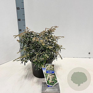 Pieris jap. 'Variegata' 20-25 cm 3,0L