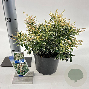 Pieris jap. 'Variegata' 20-25 cm 3,0L