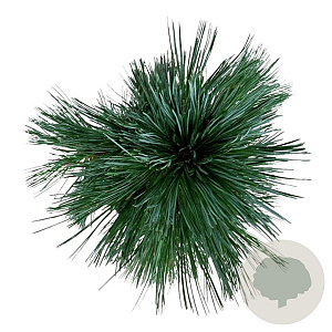 Pinus flex. 'Vanderwolf's Pyramid' 40-50 cm P21