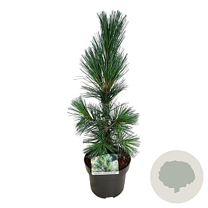 Pinus flex. 'Vanderwolf's Pyramid' 40-50 cm P21