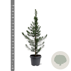 Pinus halepensis 60-80 cm 5,0L