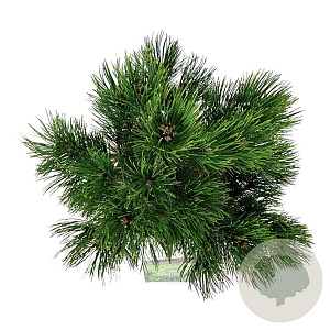 Pinus heldreichii 'Compact Gem' 40-50 cm 15L