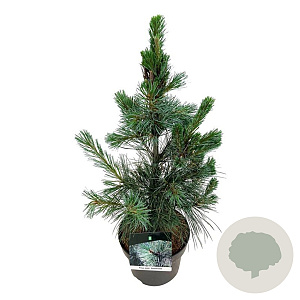 Pinus monticola 'Ammerland' 40-50 cm P21