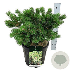 Pinus mugo 'Gnom' 30-40 cm 15L