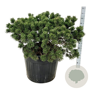 Pinus mugo 'Gnom' 60-80 cm cont. 110L solitair