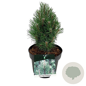 Pinus mugo 'Green Column' 20-25 cm