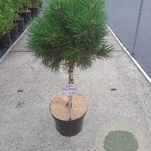 Pinus mugo 'Varella' 40 cm stam 10L
