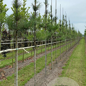 Pinus nigra 14-16 HO draadkluit 3 X verplant