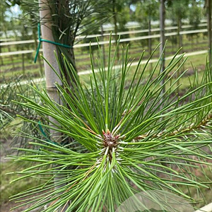 Pinus nigra 14-16 HO draadkluit 3 X verplant