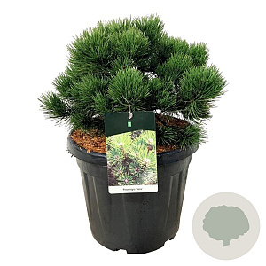 Pinus nigra 'Nana' 40-50 cm 30L extra