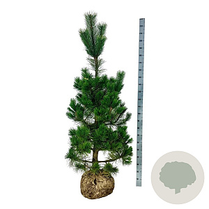Pinus nigra nigra 175-200 cm draadkluit