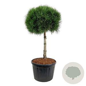 Pinus nigra nigra 100 cm stam cont. 230L kroon 90-100