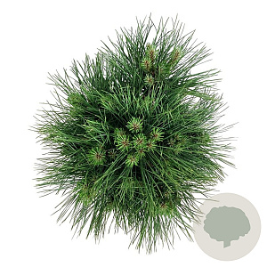 Pinus nigra 'Spielberg' 40-50 cm 15L