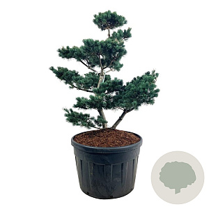 Pinus parv. 'Negishi' 100-125 cm cont. 180L bonsai
