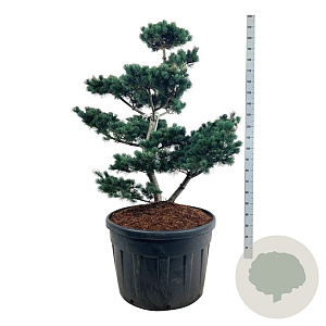 Pinus parv. 'Negishi' 100-125 cm cont. 180L bonsai