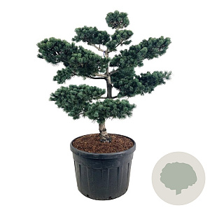 Pinus parv. 'Negishi' 125-150 cm cont. 180L bonsai