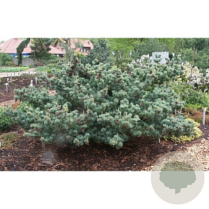 Pinus parv. 'Pentaphylla Glauca' 250-300 cm draadkluit geveerd 80-100