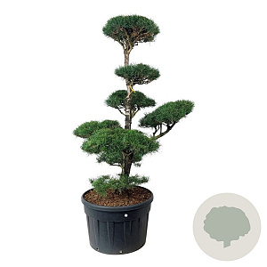 Pinus sylvestris 175-200 cm cont. 230L bonsai