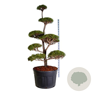 Pinus sylvestris 200-225 cm cont. 230L bonsai