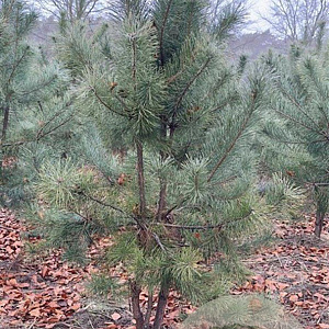 Pinus sylvestris 200-250 cm draadkluit meerstammig