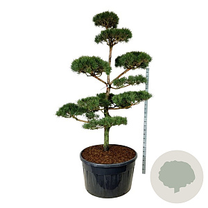 Pinus sylvestris 250-300 cm cont. 500L bonsai